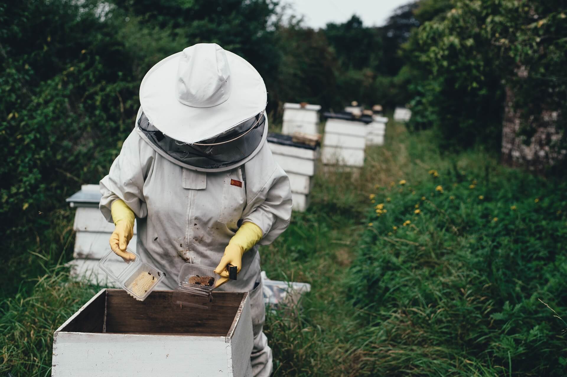 Los apicultores confirman la presencia de la avispa velutina en Palencia