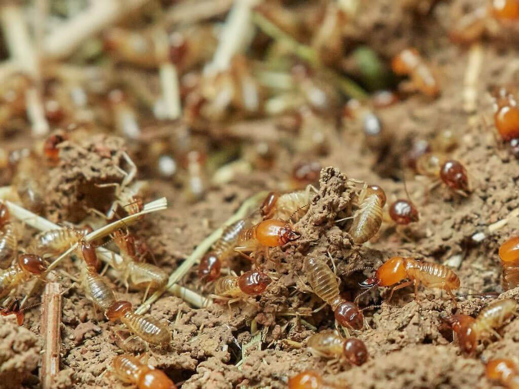 eliminar termitas móstoles