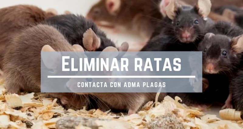 eliminar ratas