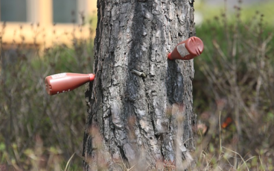 Endoterapia en otoño, solución clave para el control de la oruga procesionaria