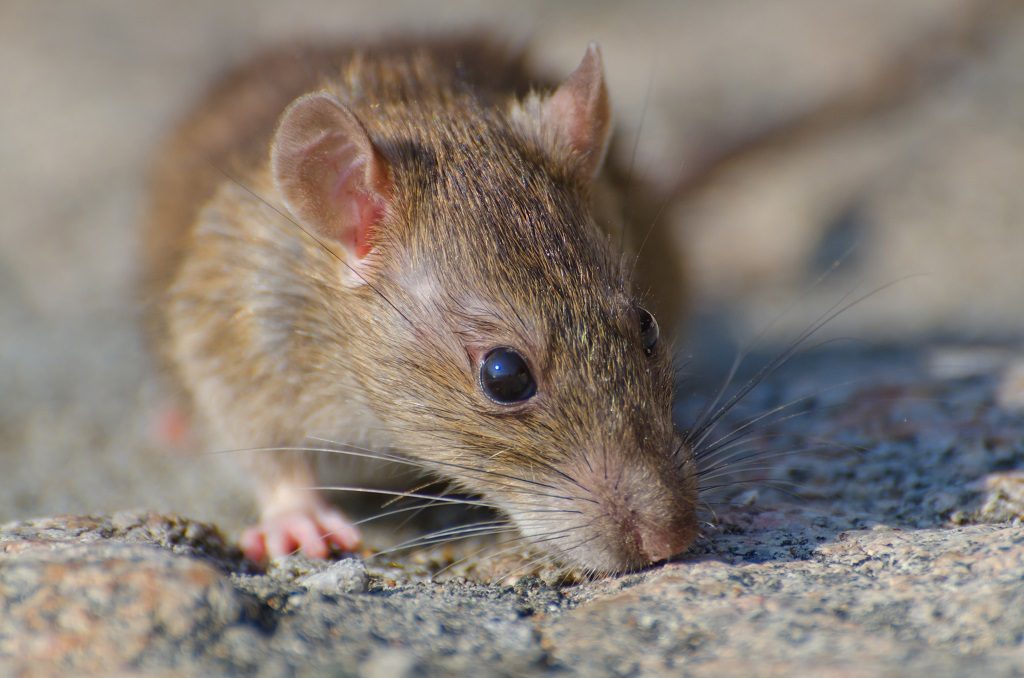 enfermedades que transmiten las ratas