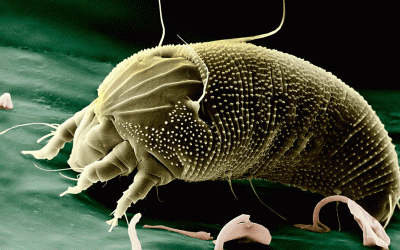 ¿Es posible prevenir y eliminar los ácaros en casa?