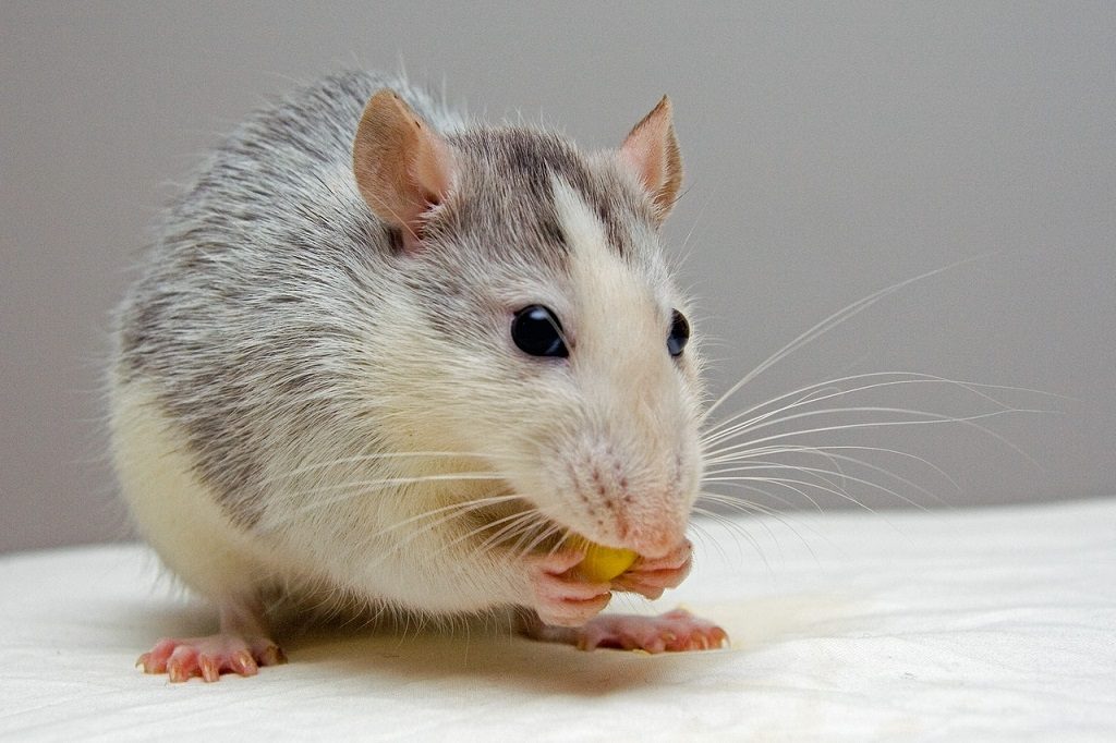 prevenir una plaga de ratas en el hogar