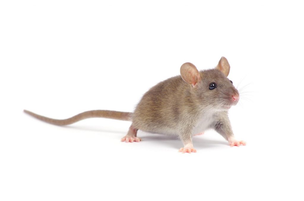 cómo detectar una plaga de roedores
