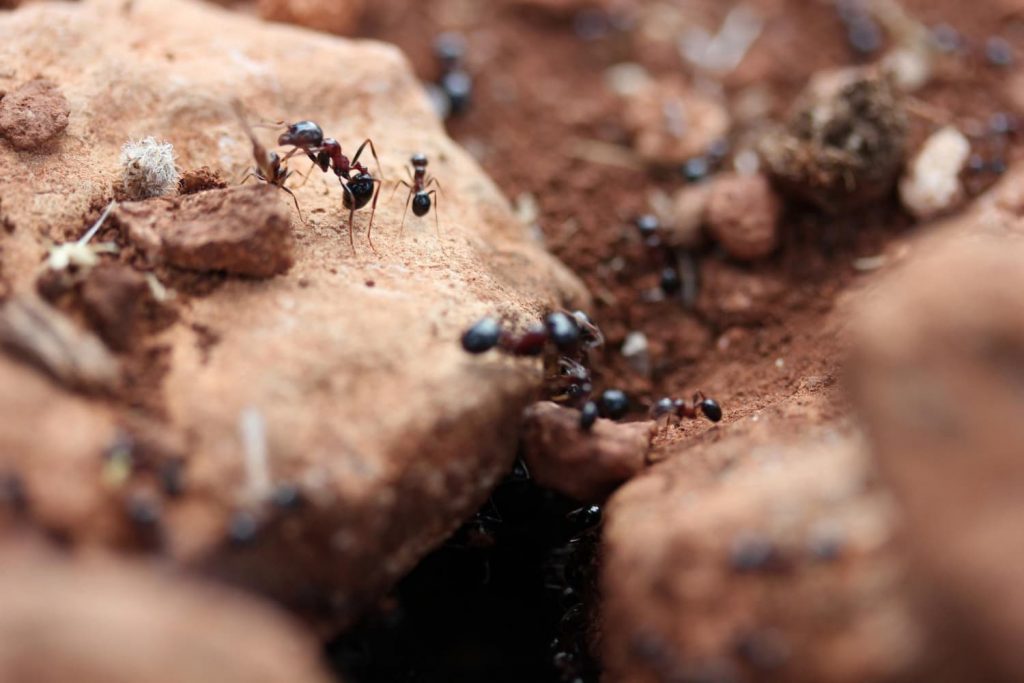 tipos de hormigas que hay